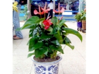 蘇州創(chuàng)景園藝有限公司