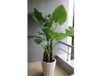 蘇州創(chuàng)景園藝有限公司